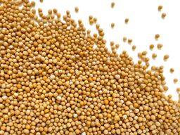 Mustard**Seeds Yellow 7Kg Krio
