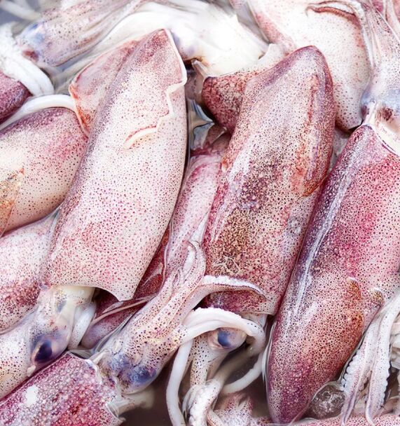 Squid**Whole Round Large 7Kg KB (A)