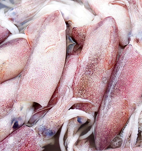 KB Food Squid Whole Round Large