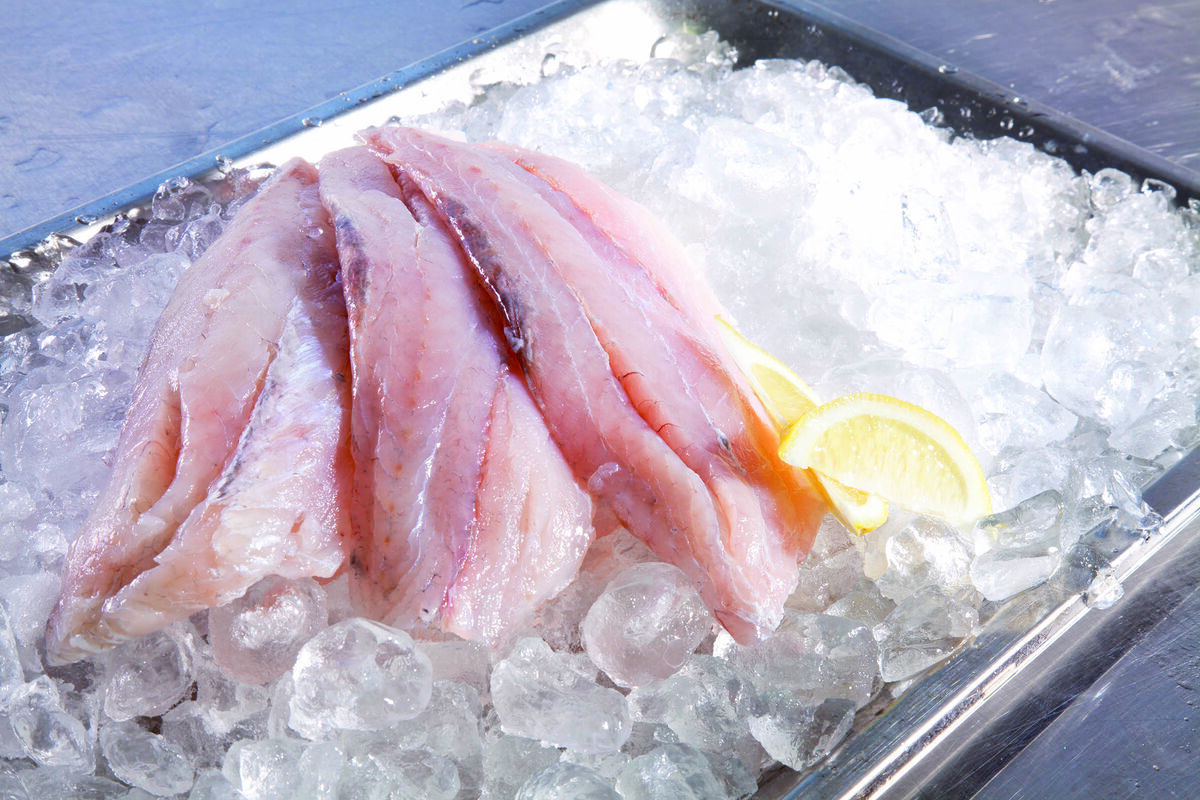 Barramundi, 200/300 Topsail 5Kg (I)