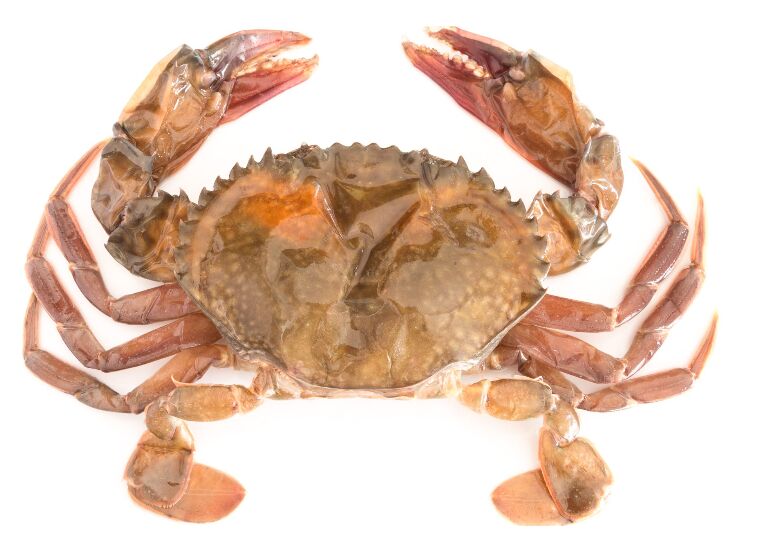 Crab**Soft Shell 100/120gm 10x1kg Galpak (GF) (I)