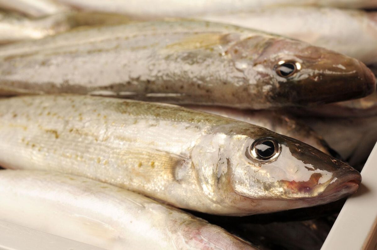 Whiting, King George Medium 1Kg Blue Sky (A)