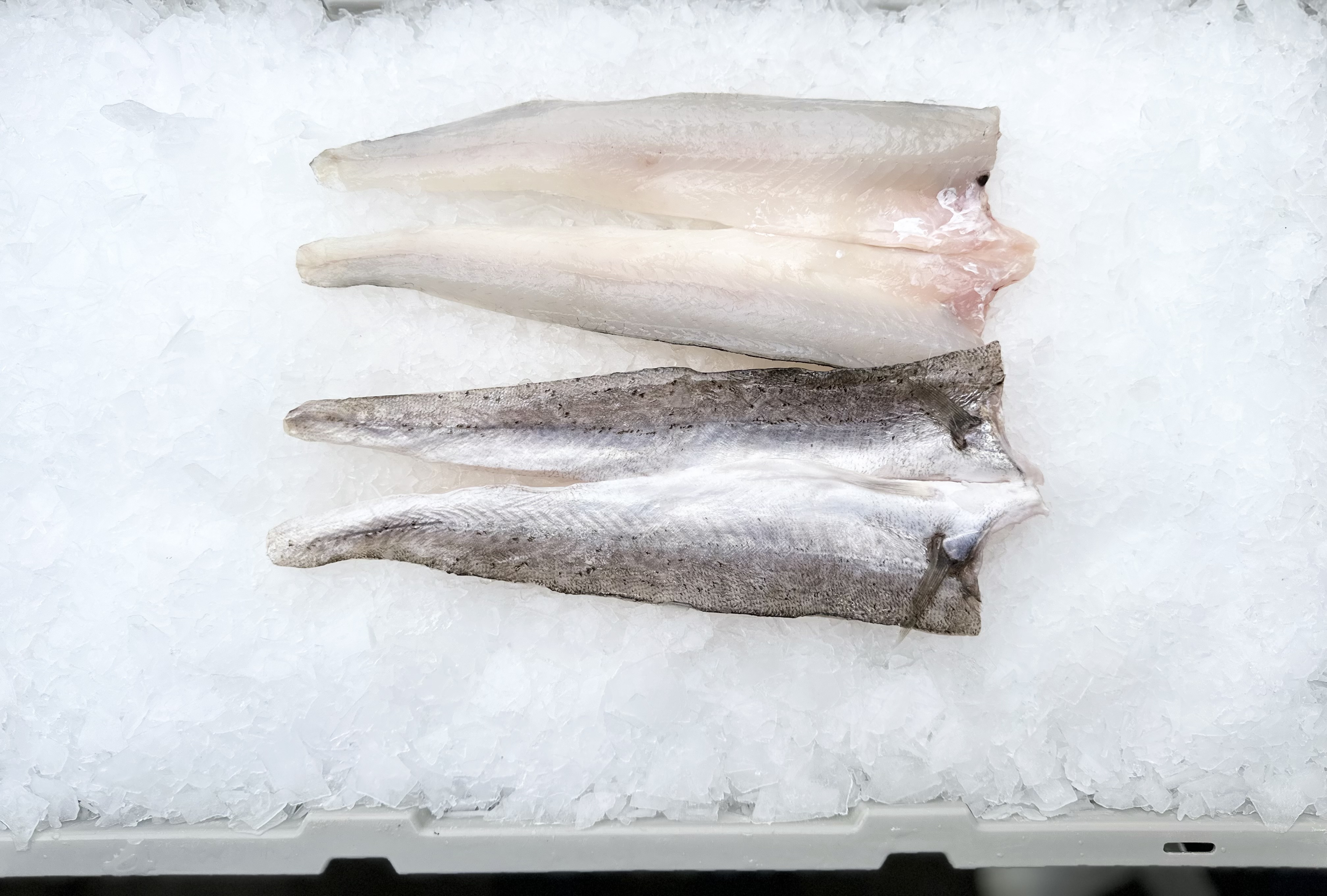 Whiting**King George Medium/Large 5kg, Regal Bight
