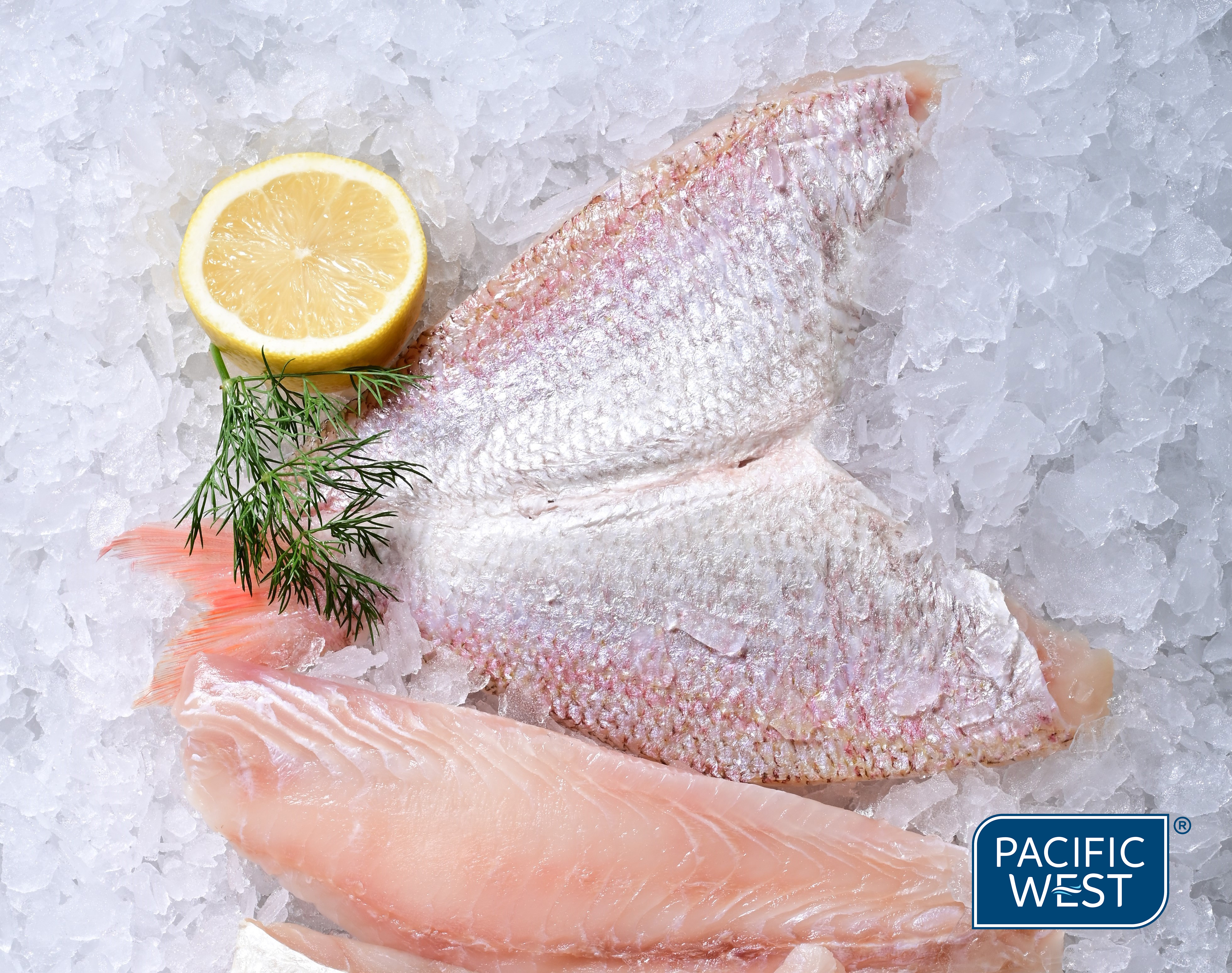 Snapper**Goldband 150/250g B/Fly 5kg Pacific West (GF)