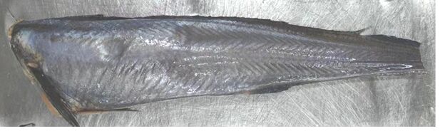 Hoki, Skinless 110-130g 5kg, Blue Wave (I)